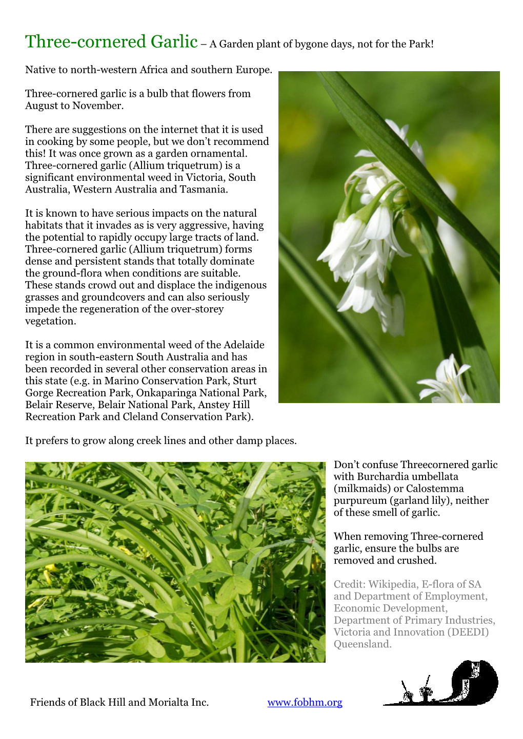 Three-Cornered Garlic– a Garden Plant of Bygone Days, Not for the Park! Friends of Black Hill and Morialta Inc