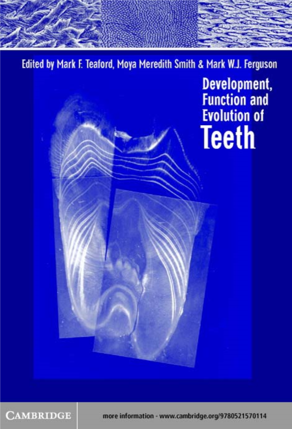 Development, Function and Evolution of Teeth