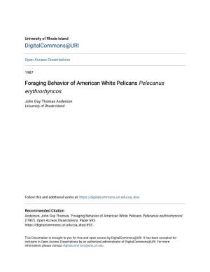 Foraging Behavior of American White Pelicans Pelecanus Erythrorhyncos