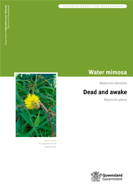 Water Mimosa (Neptunia Oleracea)