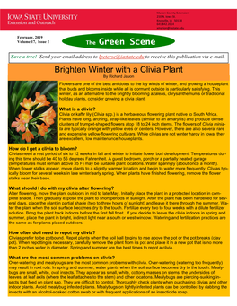 The Green Scene Brighten Winter with a Clivia Plant