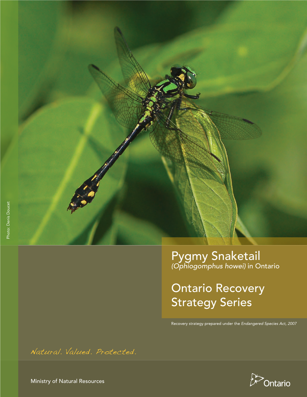 Recovery Strategy for the Pygmy Snaketail in Ontario