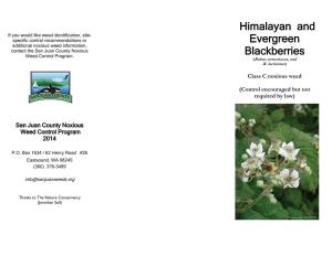 Himalayan and Evergreen Blackberries Have Pulling: Uproot 1St Year and Shade-Suppressed Alternate, Palmately Compound Leaves, Divided Enter the Vascular System
