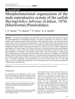 Morphofunctional Organization of the Male Reproductive System of the Catfish Iheringichthys Labrosus (Luètken, 1874) (Siluriformes:Pimelodidae)