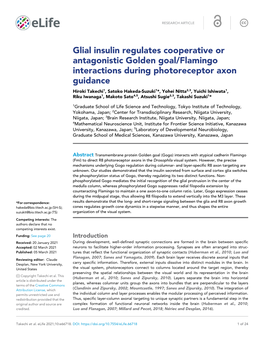 Glial Insulin Regulates Cooperative Or Antagonistic Golden Goal/Flamingo