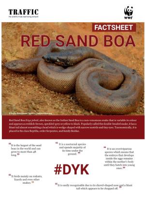 Red Sand Boa
