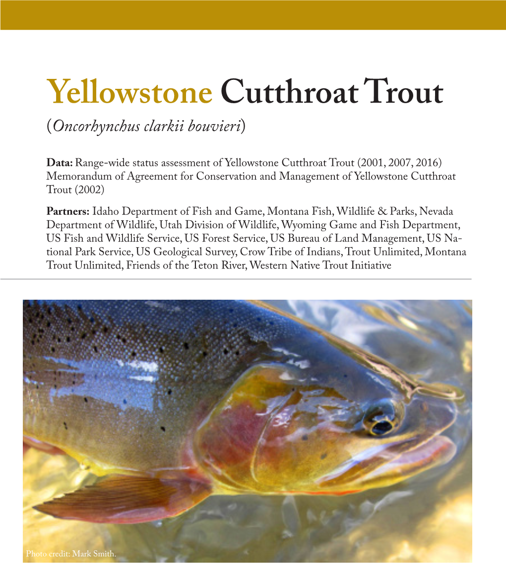 Yellowstone Cutthroat Trout (Oncorhynchus Clarkii Bouvieri)