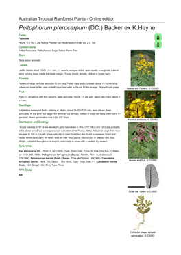 Peltophorum Pterocarpum (DC.) Backer Ex K.Heyne Family: Fabaceae Heyne, K