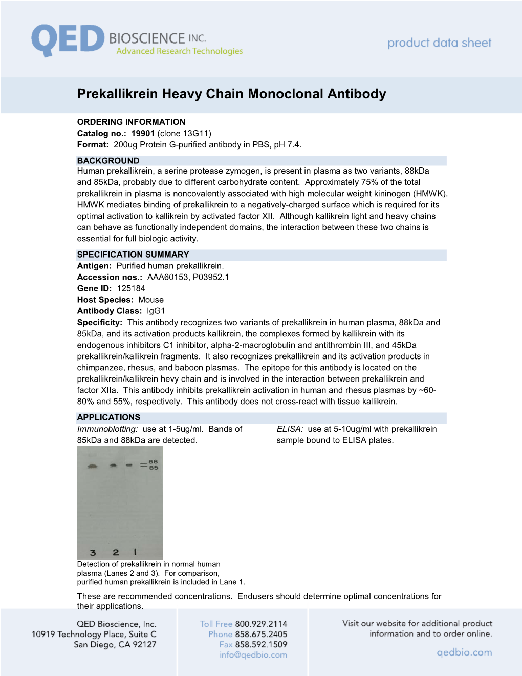 Prekallikrein Heavy Chain Monoclonal Antibody