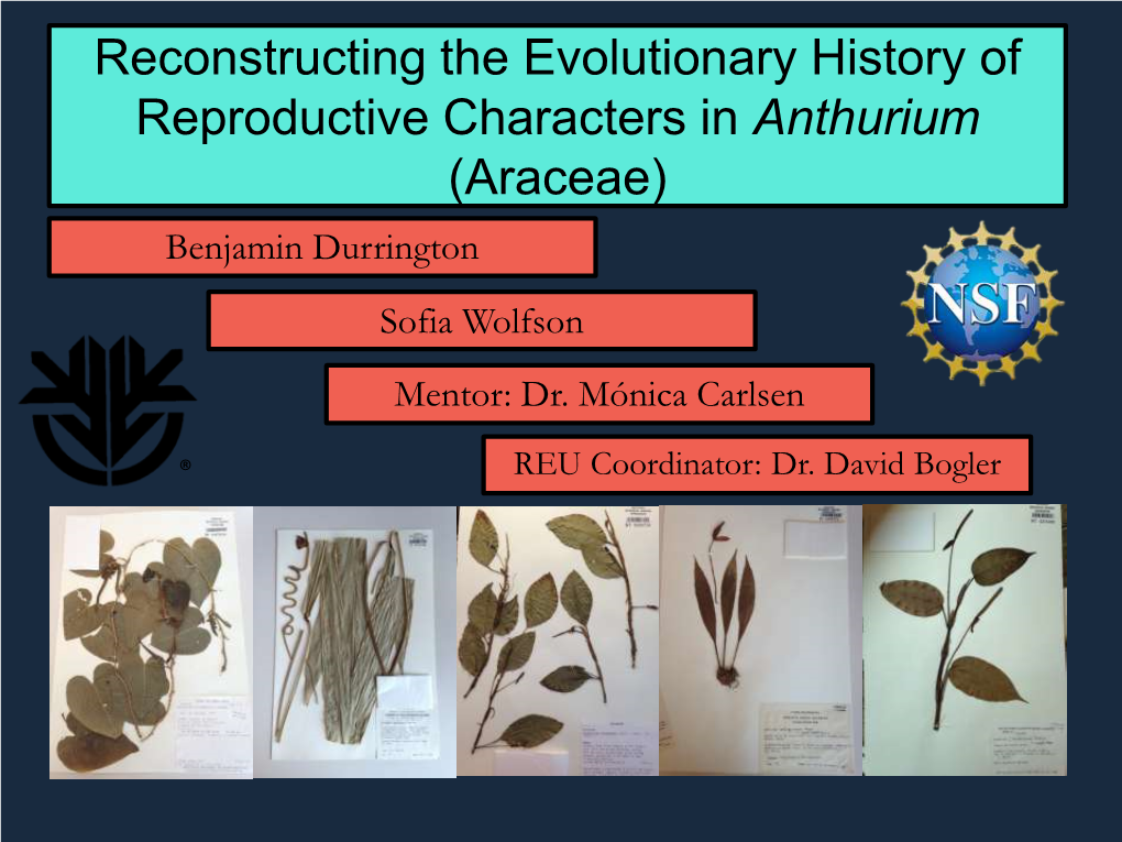 Anthurium Reproductive Morphology and Evolution