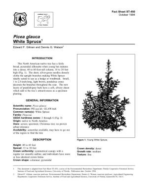 Picea Glauca White Spruce1 Edward F