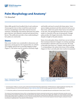 Palm Morphology and Anatomy1 T
