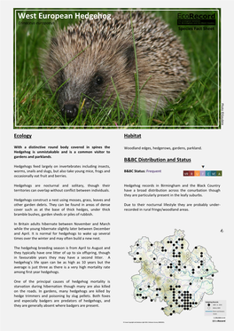 West European Hedgehog Erinaceus Europaeus Species Fact Sheet
