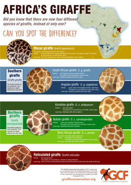 Did You Know That There Are Now Four Different Species of Giraffe, Instead of Only One? Can You Spot the Difference?