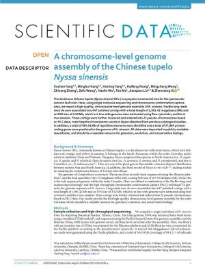 A Chromosome-Level Genome Assembly of the Chinese Tupelo Nyssa Sinensis