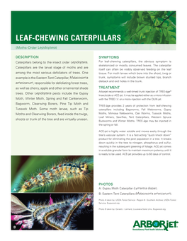 Leaf-Chewing Caterpillars
