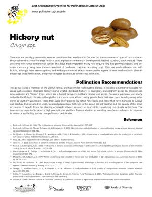 Hickory Nut Carya Spp