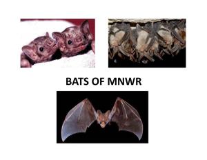 BATS of MNWR Species: Myotis Yumanensis Bats Yuma Myotis Family: Vespertilionidae