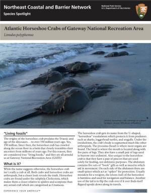 Atlantic Horseshoe Crabs of Gateway National Recreation Area Limulus Polyphemus