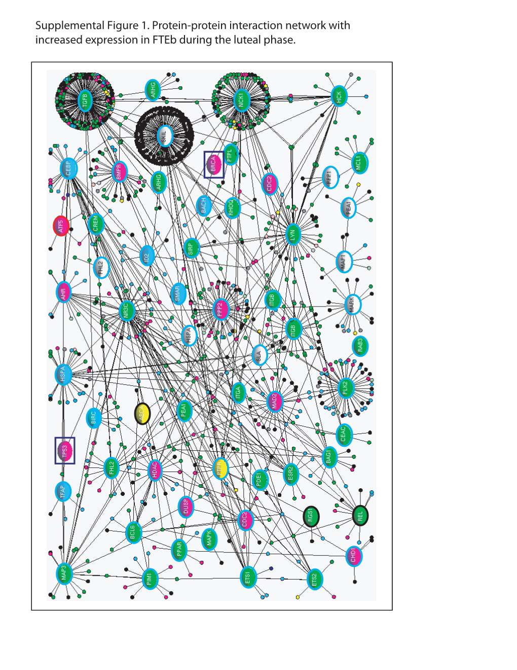 Supplemental Figure 1. Protein-Protein Interaction Network with Increased Expression in Fteb During the Luteal Phase