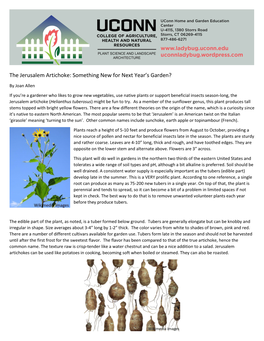 The Jerusalem Artichoke: Something New for Next Year's Garden?