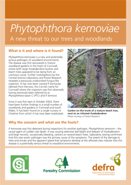 Phytophthora Kernoviae a New Threat to Our Trees and Woodlands