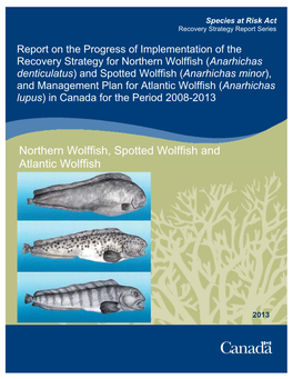 Northern Wolffish, Spotted Wolffish and Atlantic Wolffish