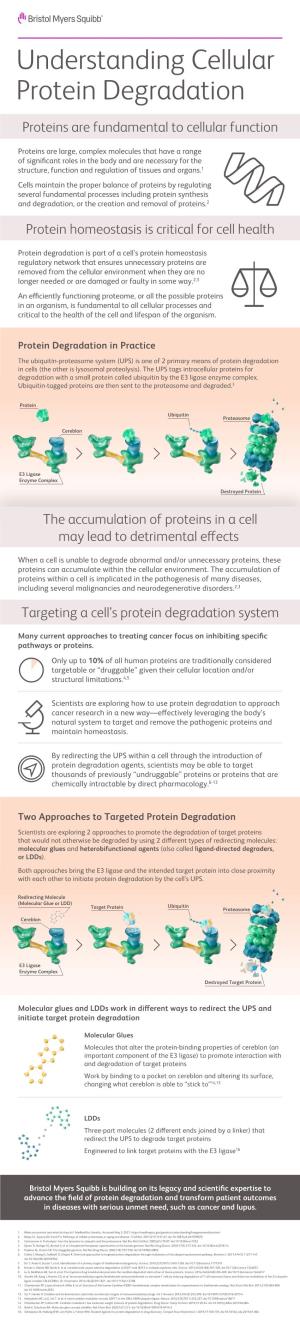 Protein Degradation Fact Sheet