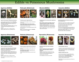 Edible Vs Poisonous Mushrooms