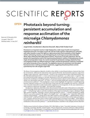 Phototaxis Beyond Turning: Persistent Accumulation and Response