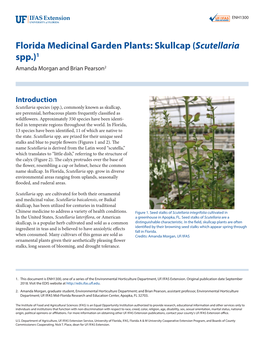 Florida Medicinal Garden Plants: Skullcap (Scutellaria Spp.)1 Amanda Morgan and Brian Pearson2