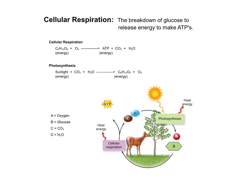 Cellular Respiration: the Breakdown of Glucose to Release Energy to ...