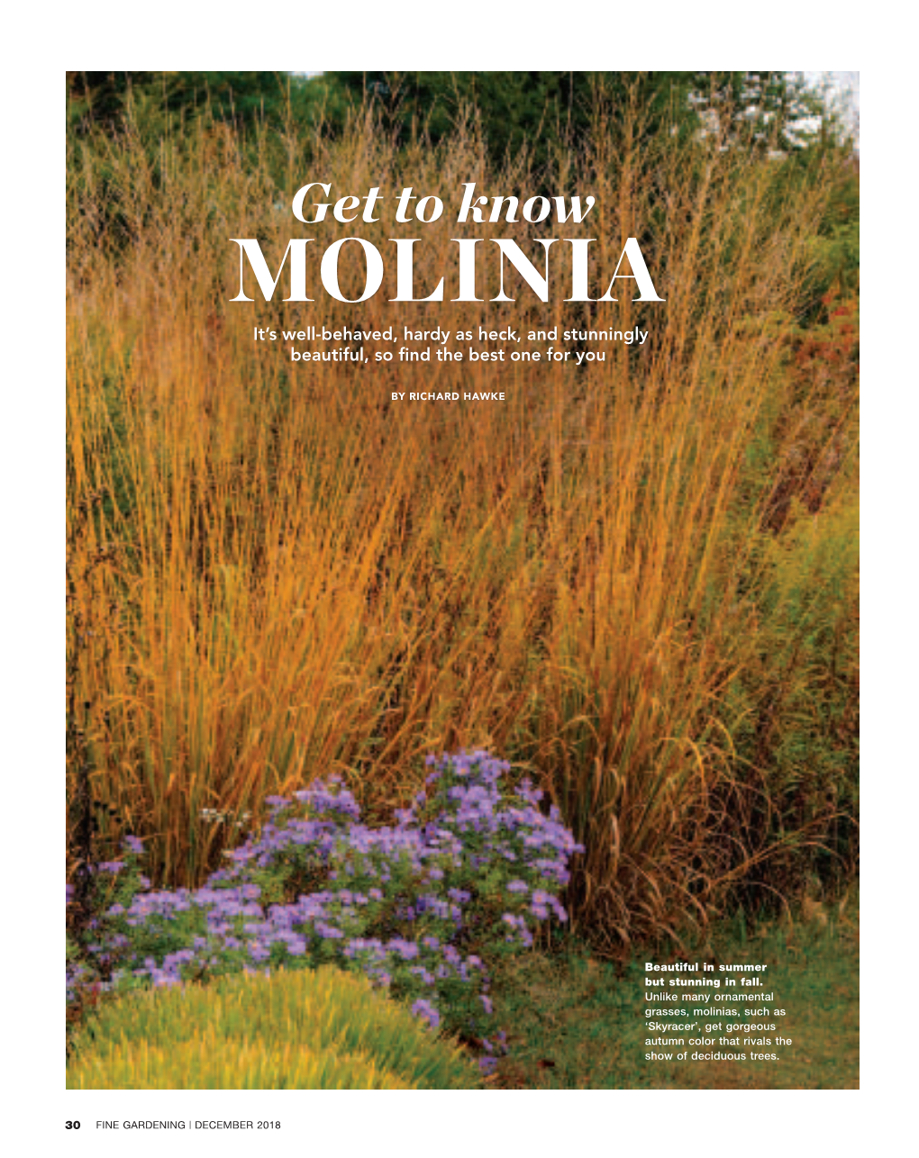 Molinia It’S Well-Behaved, Hardy As Heck, and Stunningly Beautiful, So Find the Best One for You