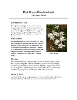 Mock Orange (Philadelphus Lewisii) Hydrangea Family