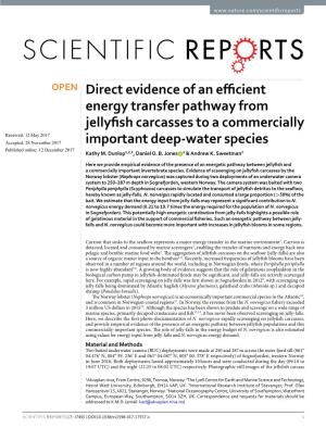 Direct Evidence of an Efficient Energy Transfer Pathway from Jellyfish Carcasses to a Commercially Important Deep-Water Species
