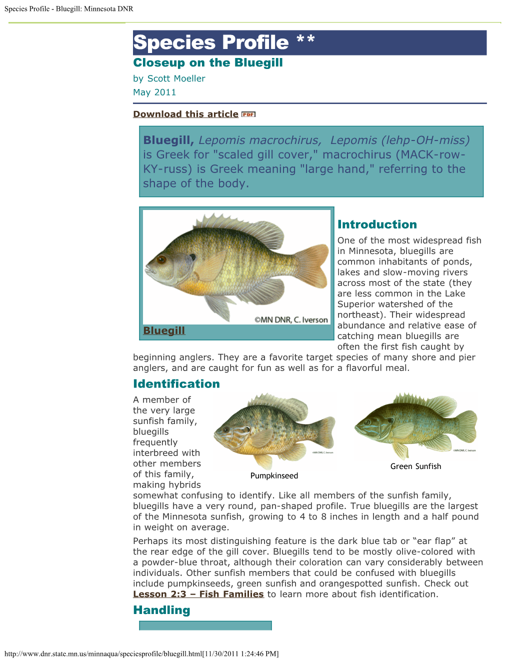 Species Profile - Bluegill: Minnesota DNR