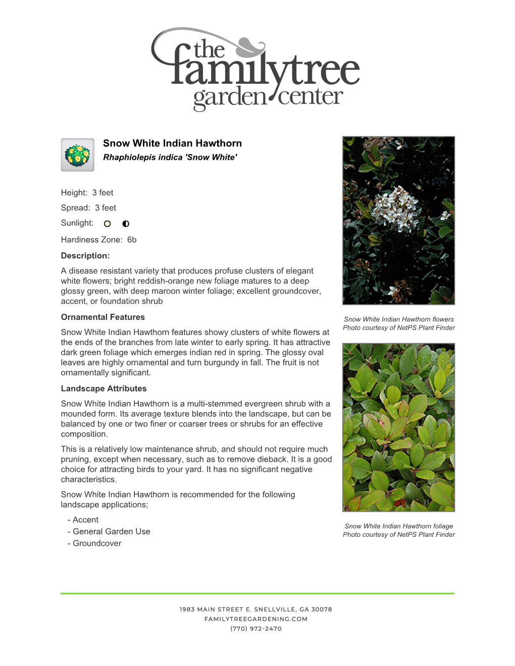 The Family Tree Garden Center Snow White Indian Hawthorn