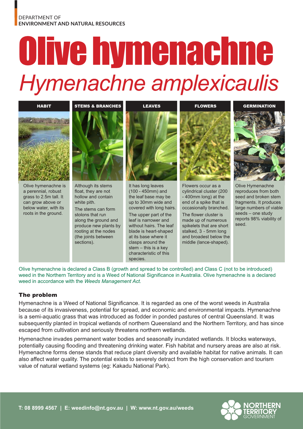 Olive Hymenachne Hymenachne Amplexicaulis