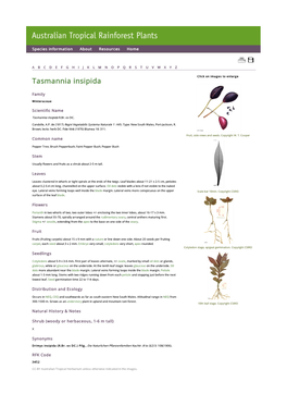 Tasmannia Insipida Click on Images to Enlarge