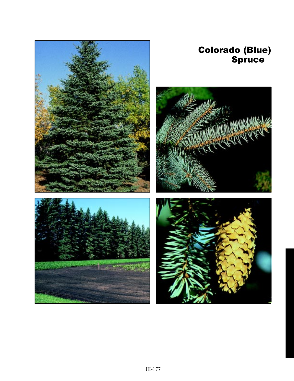 Colorado (Blue) Spruce