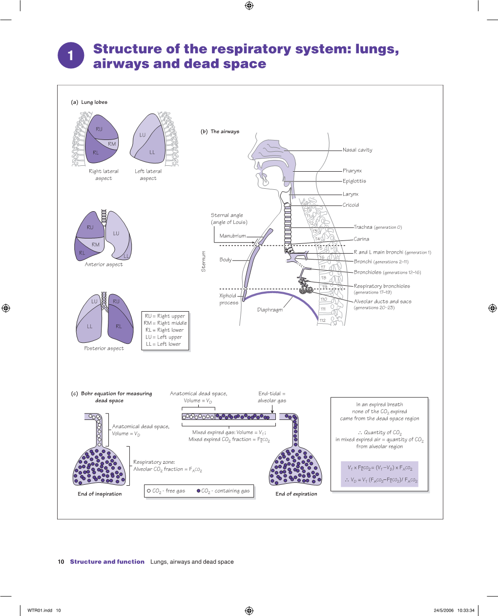 Structure of the Respiratory System: Lungs, Airways and Dead Space 1