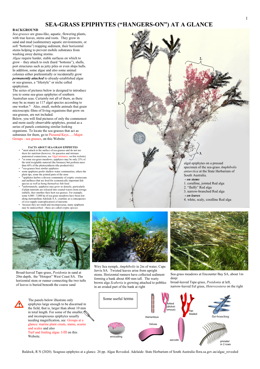Seagrass Epiphytes at a Glance