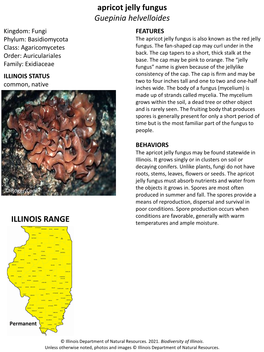 Apricot Jelly Fungus Guepinia Helvelloides