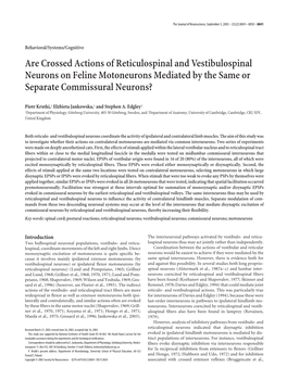 Are Crossed Actions of Reticulospinal and Vestibulospinal Neurons on Feline Motoneurons Mediated by the Same Or Separate Commissural Neurons?