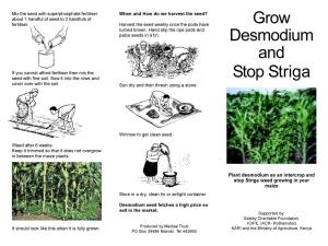 Grow Desmodium and Stop Striga