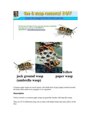 Yellow Jack Ground Wasp Paper Wasp (Umbrella Wasp)