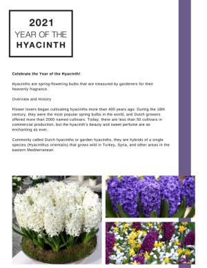 Year of the Hyacinth Flyer