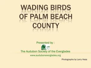 Wading Birds of Palm Beach County