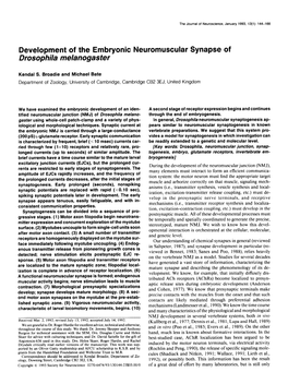 Development of the Embryonic Neuromuscular Synapse of Drosophila Melanogaster