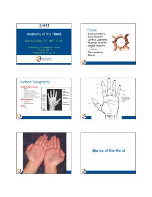 Anatomy of the Hand Bones of the Hand